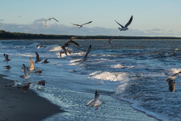 Foto uccelli che volano sulla spiaggia contro il cielo