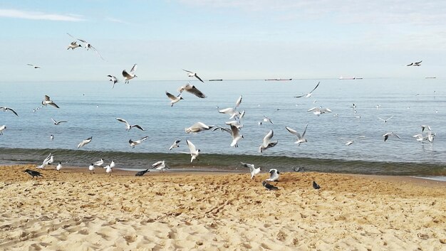 Photo birds flying over beach against sky