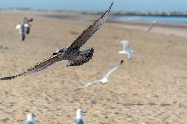 Photo birds flying over beach