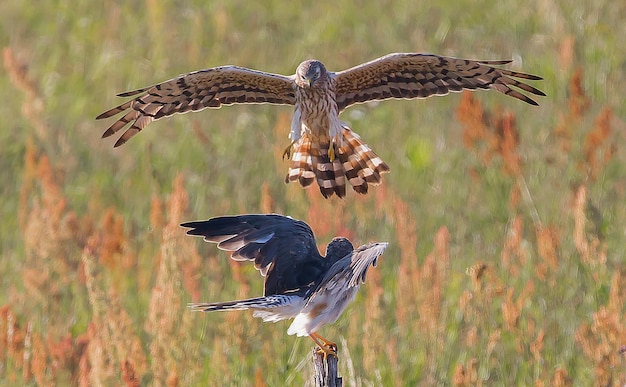 Foto uccelli che volano in un uccello