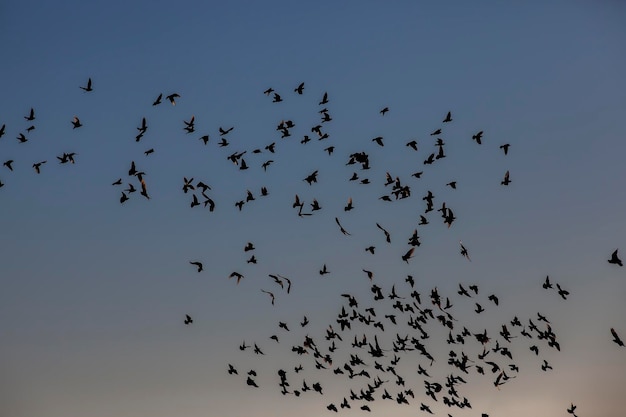 Birds flying in the blue sky in a small flock