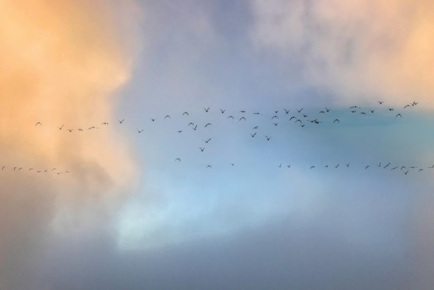 Птицы летают в голубом небе