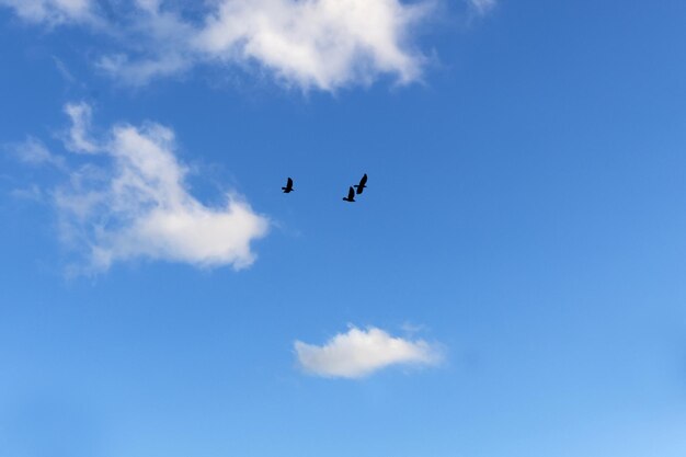 Birds flying in the blue sky