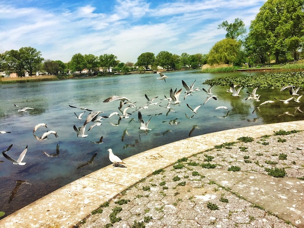 Foto uccelli che volano sul lago calmo