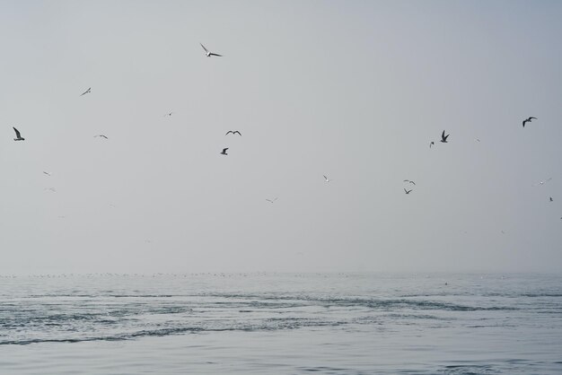 静かな海の上を飛ぶ鳥 写真