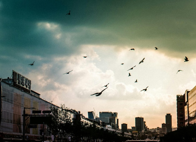 Foto uccelli che volano sopra la città