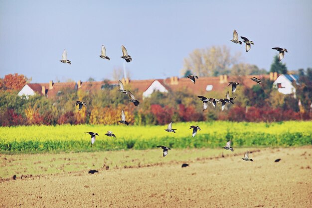 Birds flying over field against sky