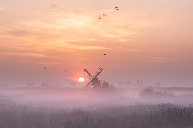 Birds flying over field during sunset