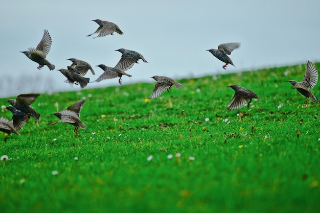 Birds flying in a field