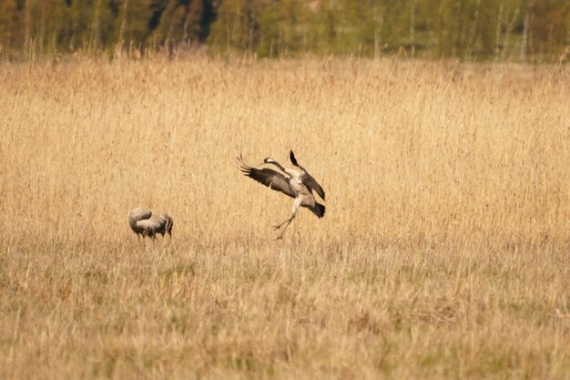 Birds flying in the field