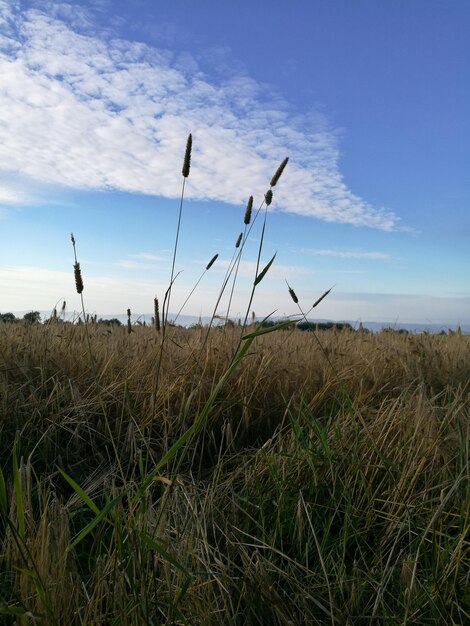 Birds flying over grassy field against sky