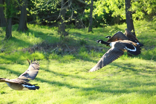 写真 公園で飛ぶ鳥