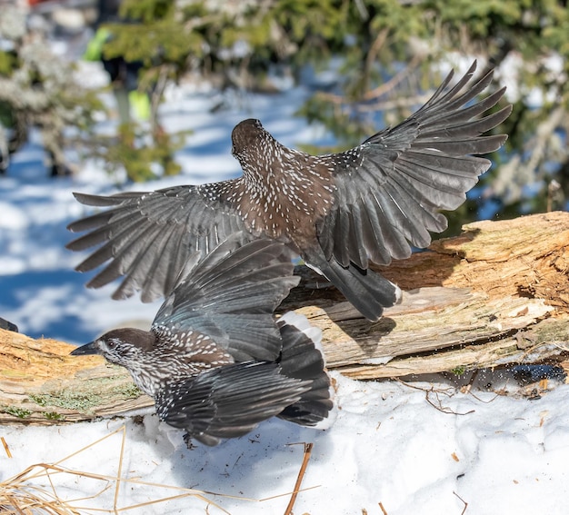 写真 木の中を飛ぶ鳥