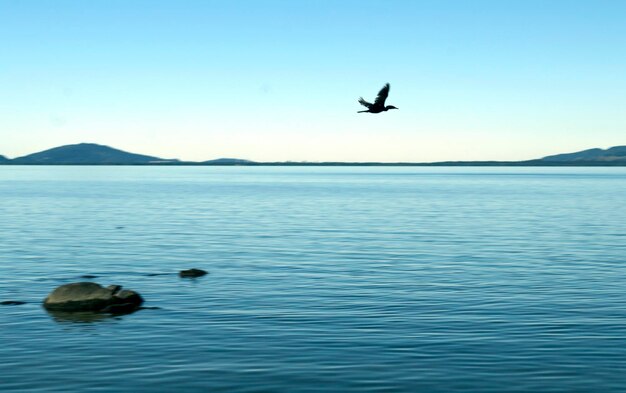 Photo birds flying over lake against clear sky