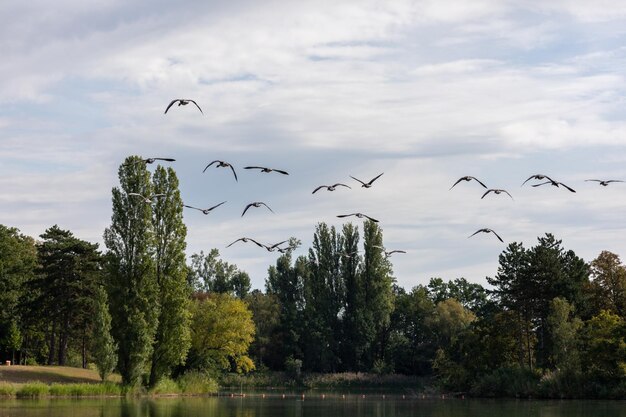 Photo birds flying over lake against sky