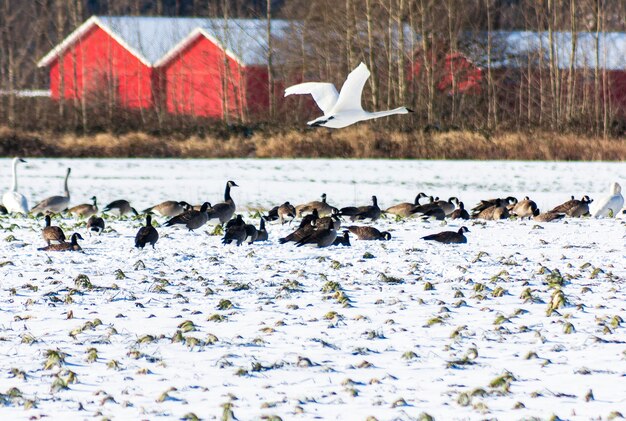 Photo birds flying over lake during winter