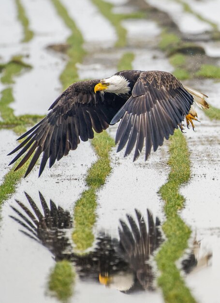 Photo birds flying over lake