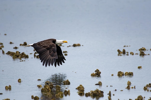 Photo birds flying over lake