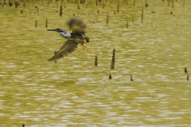 Birds flying over lake