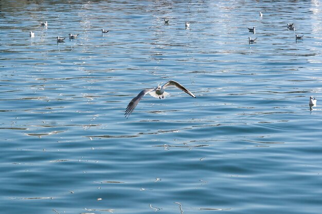 Birds flying over lake