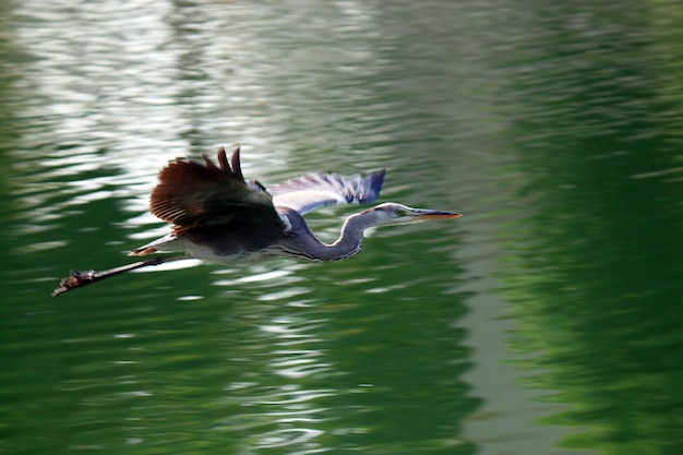 Birds flying over lake