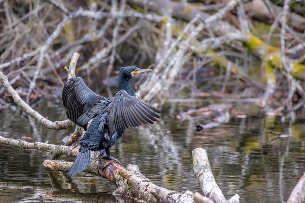 Foto uccelli che volano sopra il lago