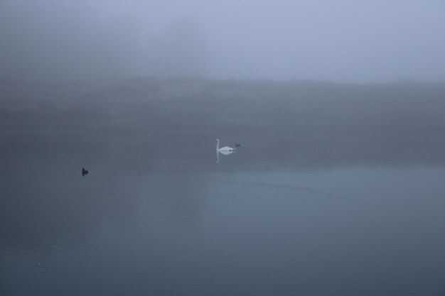 Photo birds flying over lake