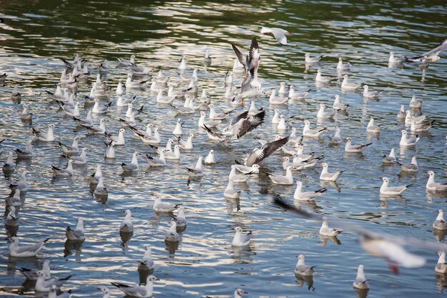 Foto gli uccelli volano sopra il lago.