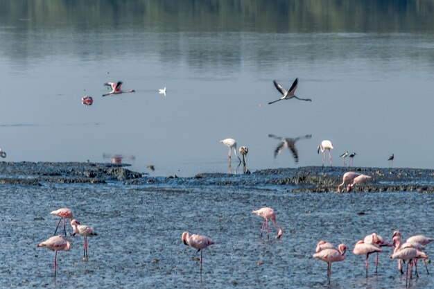 写真 湖の上を飛ぶ鳥