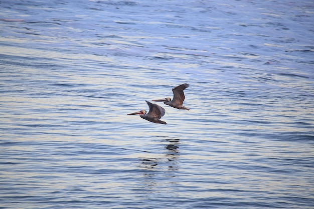 写真 湖の上を飛ぶ鳥