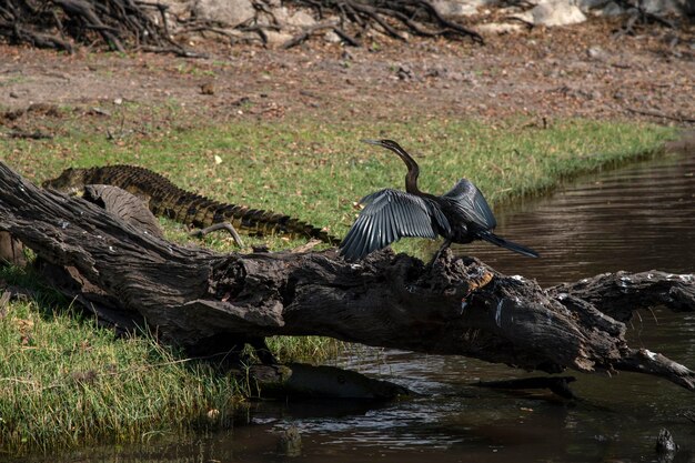 写真 湖の上を飛ぶ鳥