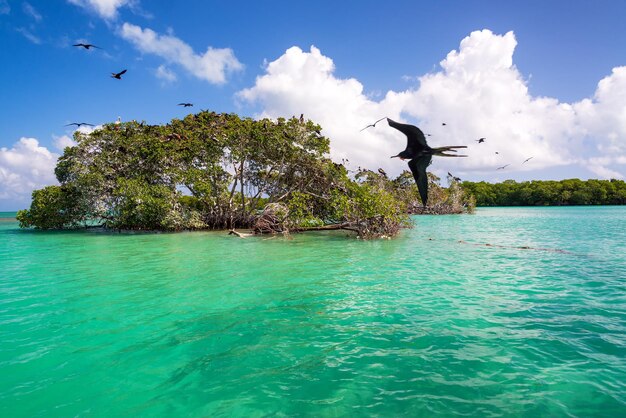 写真 空に向かって海を飛ぶ鳥