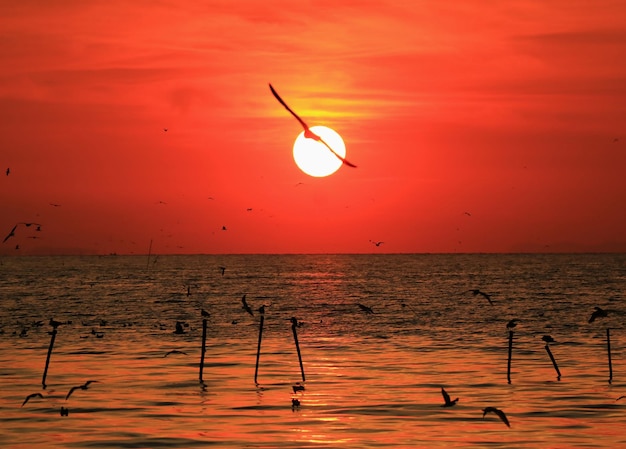 写真 空に向かって海を飛ぶ鳥