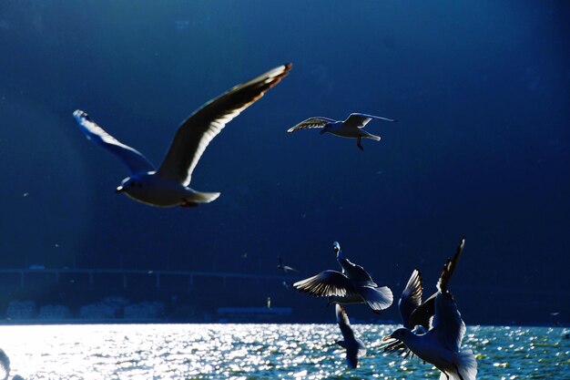 写真 海を飛ぶ鳥