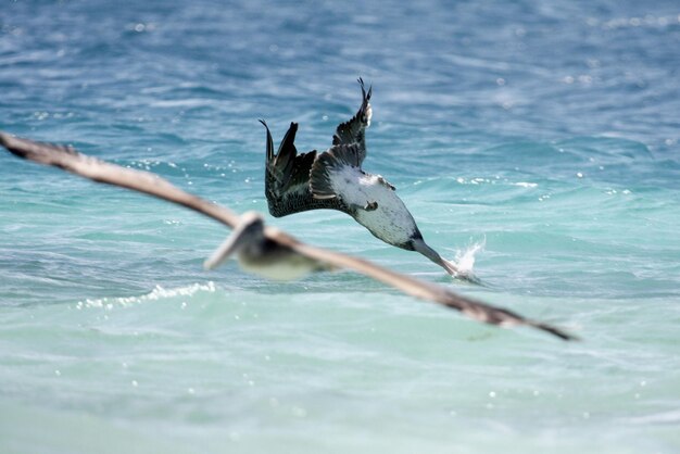 写真 海を飛ぶ鳥