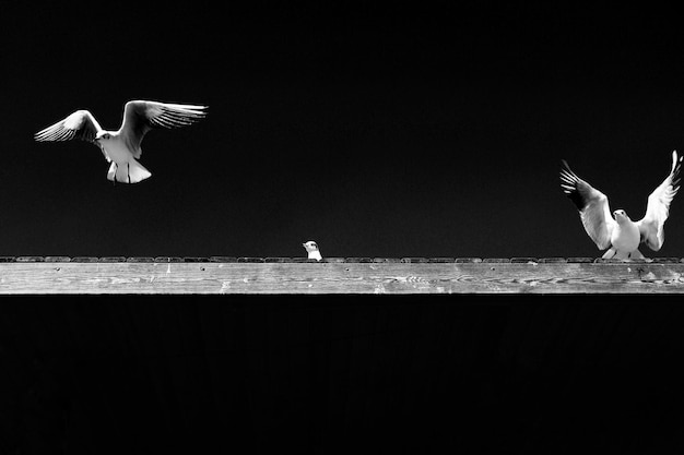 Photo birds flying over rooftop against sky