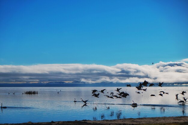 Birds flying over sea against blue sky