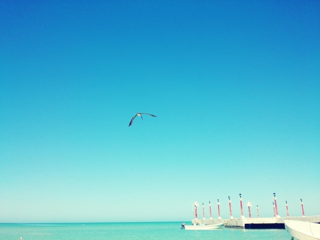 Birds flying over sea against blue sky