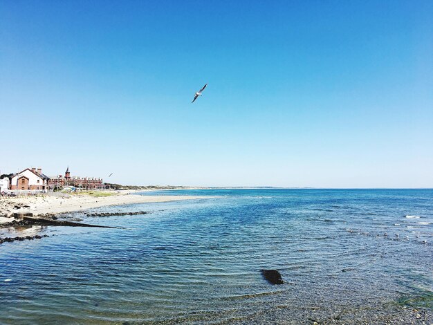 Birds flying over sea against clear blue sky