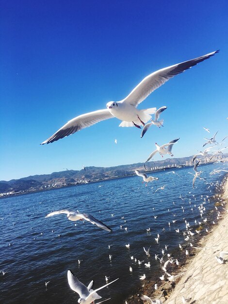 Birds flying over sea against clear blue sky