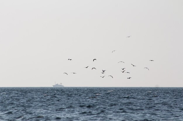 Photo birds flying over sea against clear sky