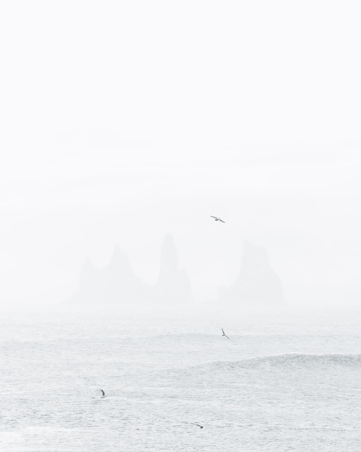 Photo 空に逆らって海を飛ぶ鳥