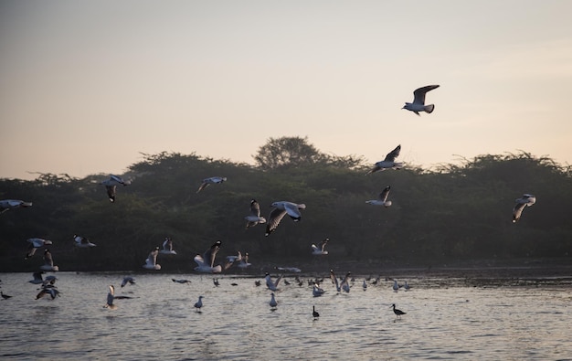 空に向かって海を飛ぶ鳥