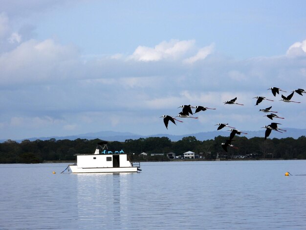 Birds flying over sea against sky