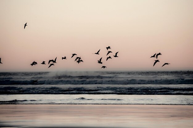 Birds flying over sea against sky