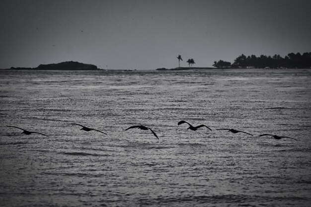 Birds flying over sea against sky