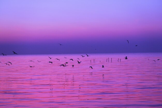 Birds flying over sea against sky