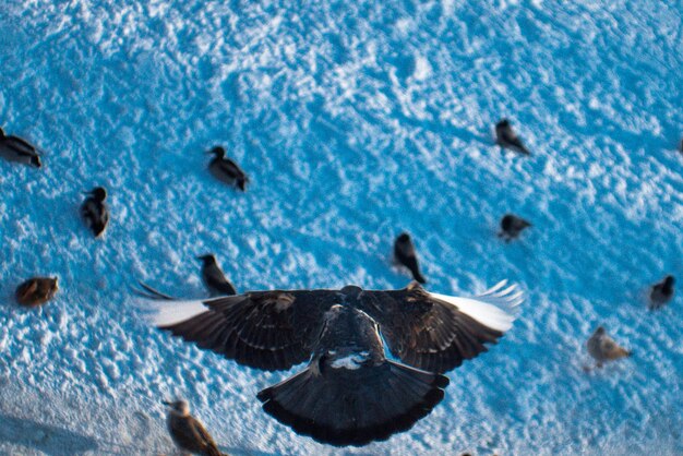 Photo birds flying over sea