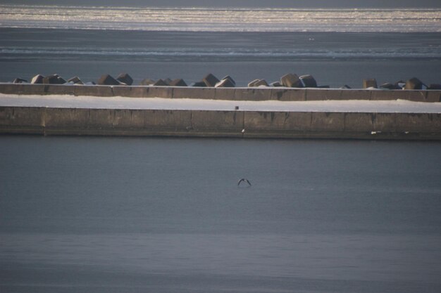 Birds flying over sea