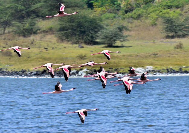 Birds flying over the sea